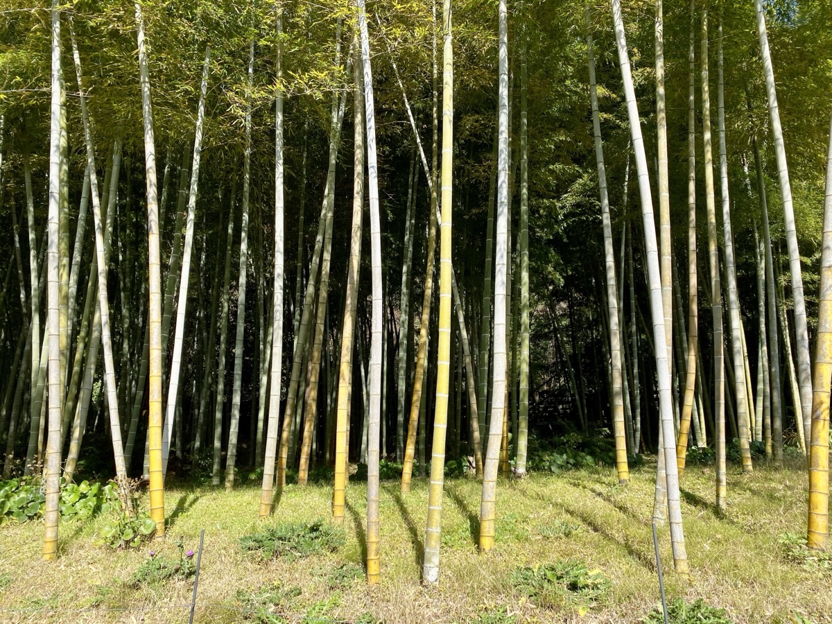 Bamboo grove in Japan